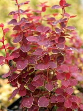 Berberis thunbergii 'Chiquita' ® 
